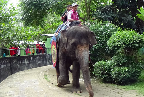 Indonesia Should Totally Stop the World Cruellest Animal Attraction Elephant Riding (June 14,2016)